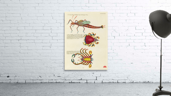 Colourful and surreal illustrations of fishes and crabs found in Moluccas Indonesia and the East Indies by Louis Renard 1678 -1746 from Histoire naturelle des plus rares curiositez de la mer des Indes 1754. Wall Preview