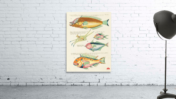 Colourful and surreal illustrations of fishes found in Moluccas Indonesia and the East Indies by Louis Renard 1678 -1746 from Histoire naturelle des plus rares curiositez de la mer des Indes 1754. Wall Preview