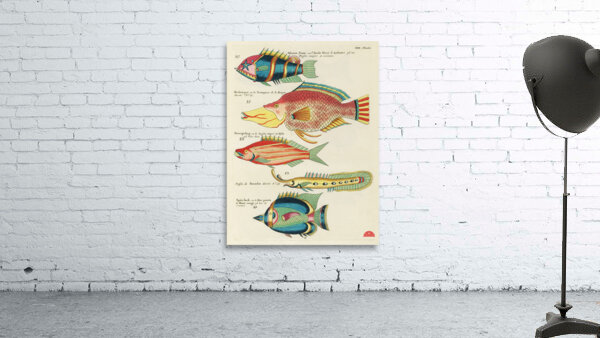 Colourful and surreal illustrations of fishes found in Moluccas Indonesia and the East Indies by Louis Renard 1678 -1746 from Histoire naturelle des plus rares curiositez de la mer des Indes 1754. Wall Preview