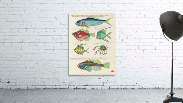 Colourful and surreal illustrations of fishes found in Moluccas Indonesia and the East Indies by Louis Renard 1678 -1746 from Histoire naturelle des plus rares curiositez de la mer des Indes 1754. Wall Preview