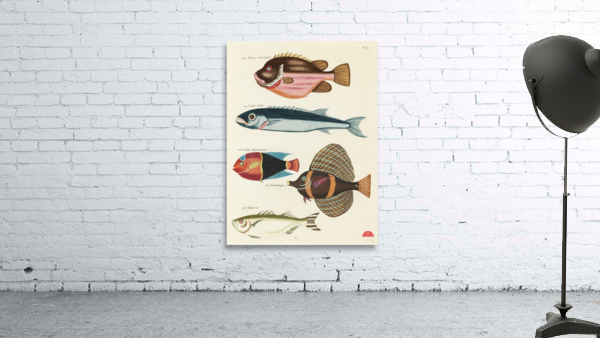 Colourful and surreal illustrations of fishes found in Moluccas Indonesia and the East Indies by Louis Renard 1678 -1746 from Histoire naturelle des plus rares curiositez de la mer des Indes 1754. Wall Preview