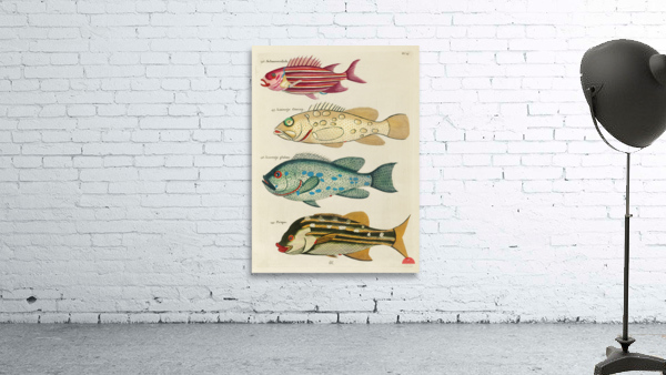 Colourful and surreal illustrations of fishes found in Moluccas Indonesia and the East Indies by Louis Renard 1678 -1746 from Histoire naturelle des plus rares curiositez de la mer des Indes 1754. Wall Preview