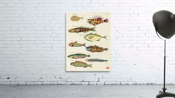 Colourful and surreal illustrations of fishes found in Moluccas Indonesia and the East Indies by Louis Renard 1678 -1746 from Histoire naturelle des plus rares curiositez de la mer des Indes 1754. Wall Preview