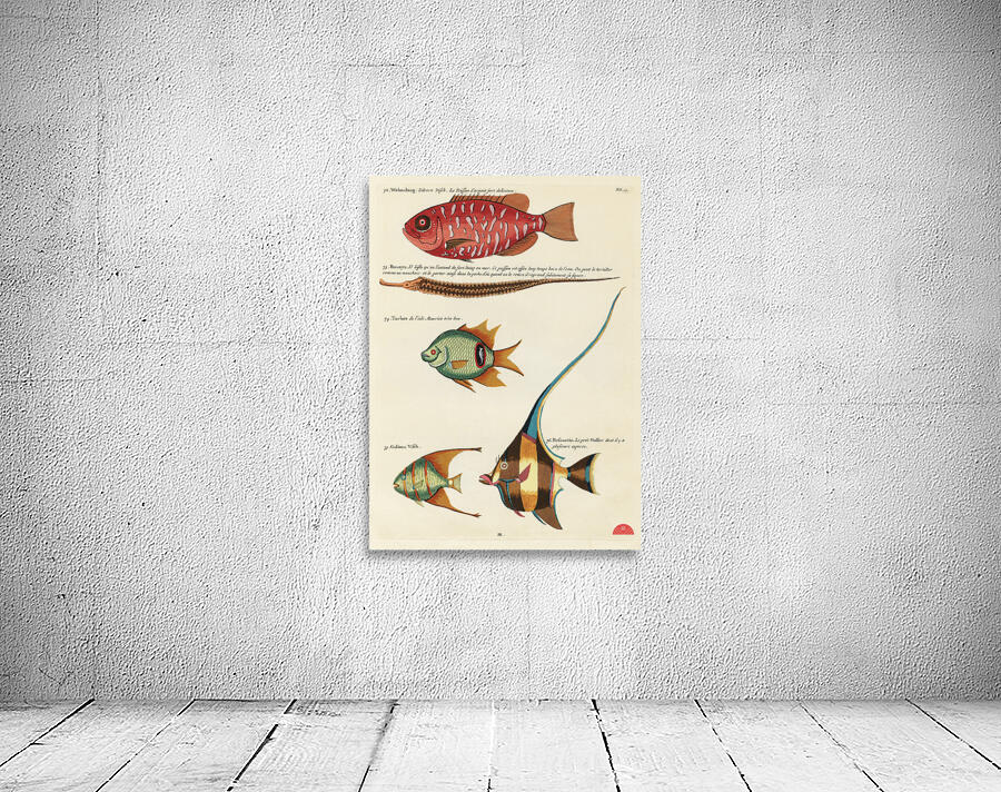 Colourful and surreal illustrations of fishes found in Moluccas Indonesia and the East Indies by Louis Renard 1678 -1746 from Histoire naturelle des plus rares curiositez de la mer des Indes 1754. Wall Preview