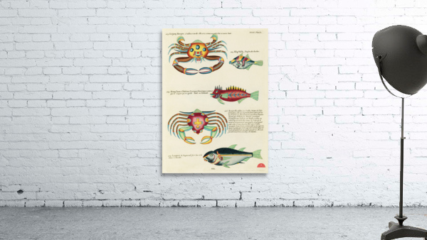 Colourful and surreal illustrations of fishes and crabs found in Moluccas Indonesia and the East Indies by Louis Renard 1678 -1746 from Histoire naturelle des plus rares curiositez de la mer des Indes 1754. Wall Preview