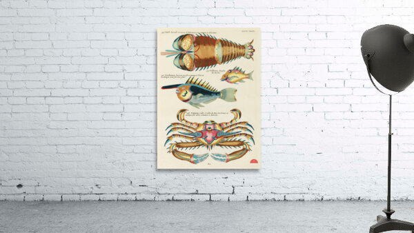 Colourful and surreal illustrations of fishes lobster and crab found in the Indian and Pacific Oceans by Louis Renard 1678 -1746 from Histoire naturelle des plus rares curiositez de la mer des Indes 1754. Wall Preview