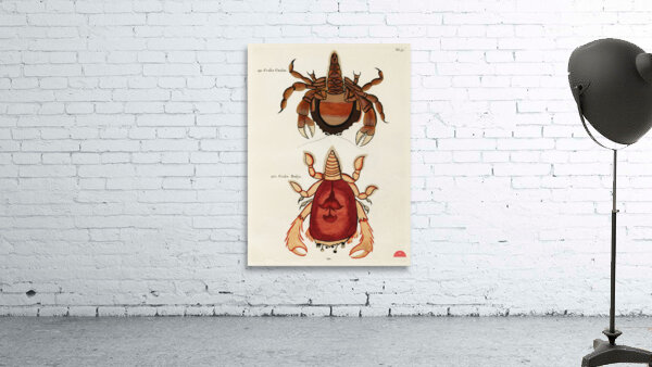 Colourful and surreal illustrations of crabs found in Moluccas Indonesia and the East Indies by Louis Renard 1678 -1746 from Histoire naturelle des plus rares curiositez de la mer des Indes 1754. Wall Preview