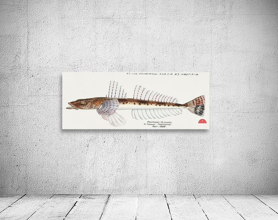 Antique fish platycephalus sp flathead South Pacific Fishes by Frank Edward Clarke 1849-1899.  Wall Preview