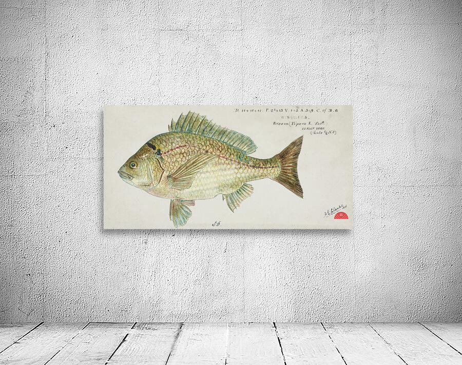 Antique fish acanthopagrus butcheri black bream South Pacific Fishes by Frank Edward Clarke 1849-1899.  Wall Preview