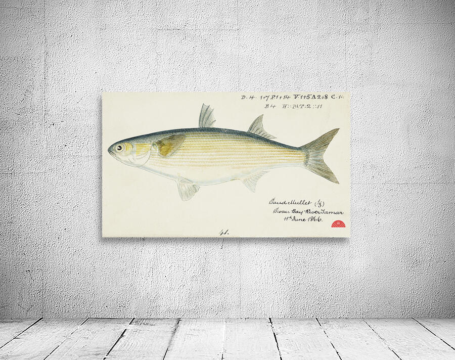 Antique fish myxus elongatus sand mullet South Pacific Fishes by Frank Edward Clarke 1849-1899.  Wall Preview