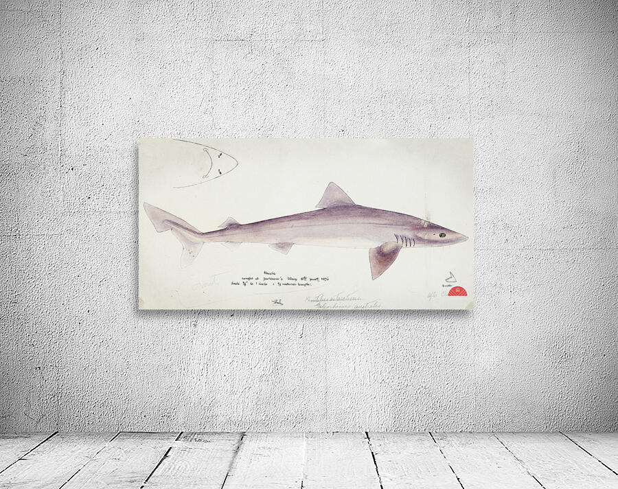 Antique fish myxus elongatus sand mullet South Pacific Fishes by Frank Edward Clarke 1849-1899.  Wall Preview