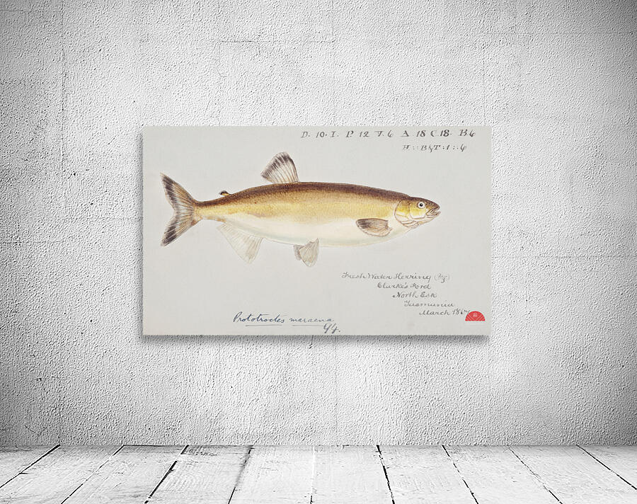 Antique fish prototroctes maraena australian grayling South Pacific Fishes by Frank Edward Clarke 1849-1899.  Wall Preview