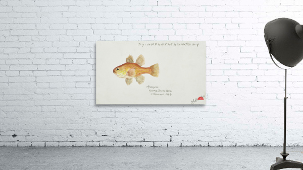 Antique fish vincentia conspera southern cardinalfish South Pacific Fishes by Frank Edward Clarke 1849-1899.  Wall Preview