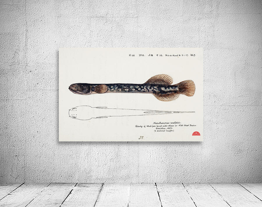 Antique fish Neochanna apoda apoda South Pacific Fishes by Frank Edward Clarke 1849-1899.  Wall Preview