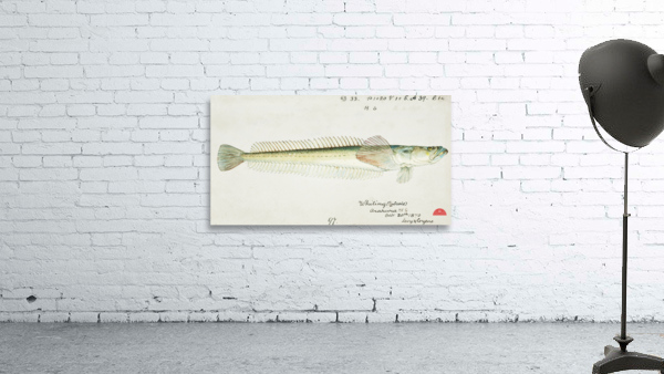 Antique fish crapatulus novaezealandiae sand stargazer South Pacific Fishes by Frank Edward Clarke 1849-1899.  Wall Preview