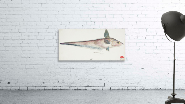 Antique fish Coelorinchus sp NZ : Rattail South Pacific Fishes by Frank Edward Clarke 1849-1899.  Wall Preview
