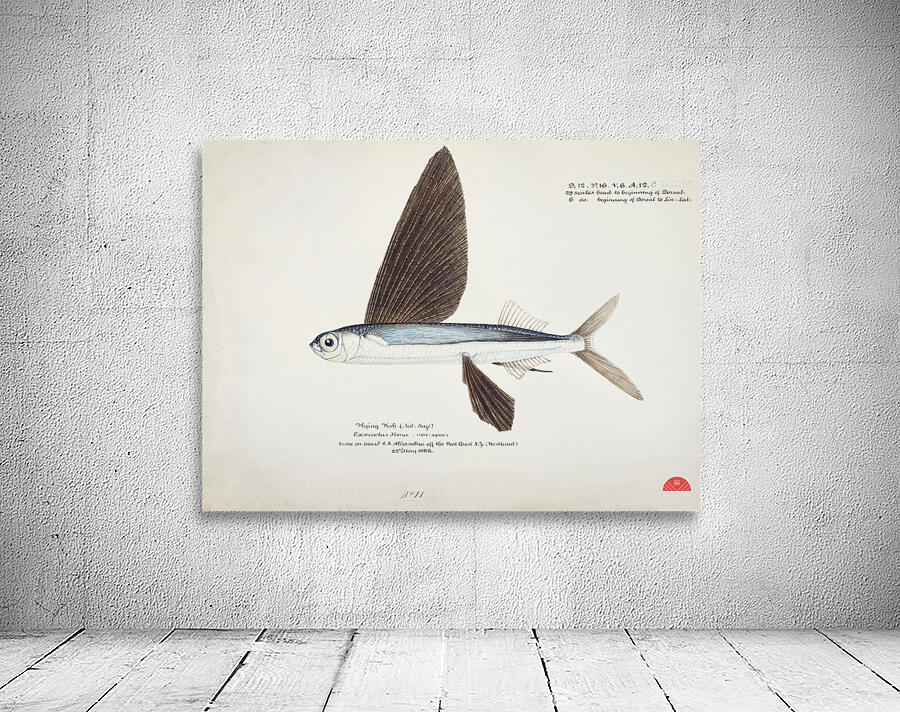 Antique Flyfish South Pacific Fishes by Frank Edward Clarke 1849-1899.  Wall Preview