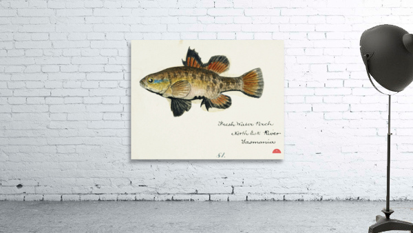 Antique Flyfish South Pacific Fishes by Frank Edward Clarke 1849-1899.  Wall Preview