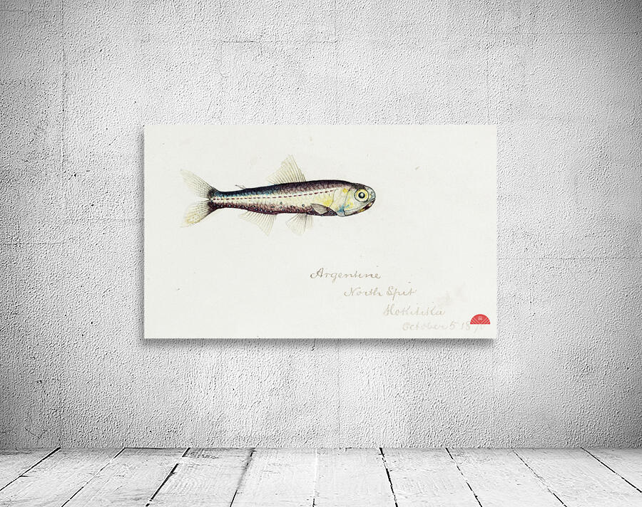 Antique fish Maurolicus muelleri South Pacific Fishes by Frank Edward Clarke 1849-1899.  Wall Preview