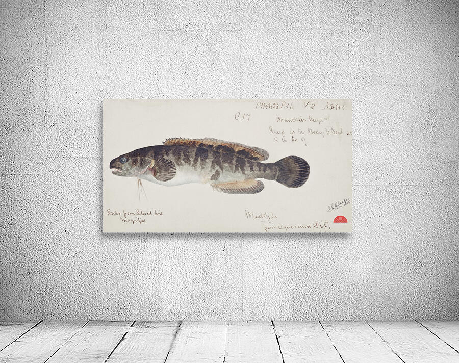 Antique fish bladefish possibly freshwater specimen South Pacific Fishes by Frank Edward Clarke 1849-1899.  Wall Preview