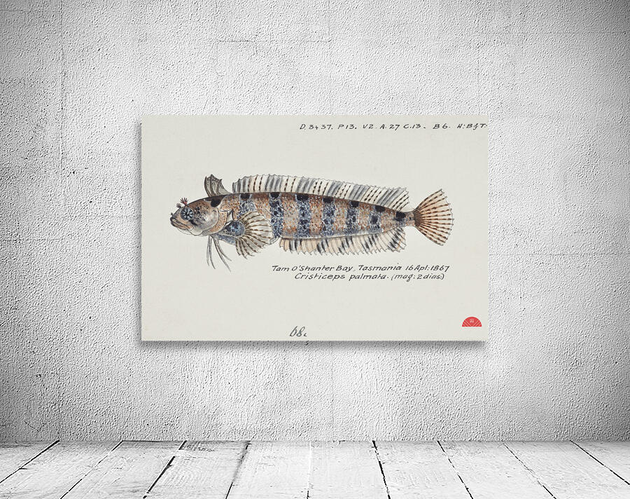 Antique fish possibly heteroclinus sp weedfish South Pacific Fishes by Frank Edward Clarke 1849-1899.  Wall Preview