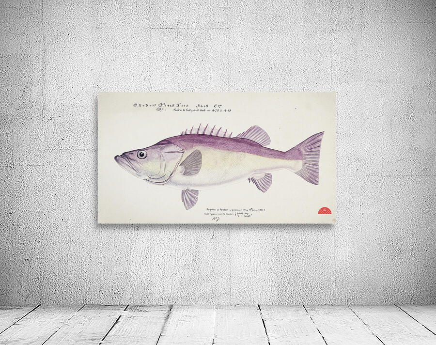 Antique fish Groper South Pacific Fishes by Frank Edward Clarke 1849-1899.  Wall Preview