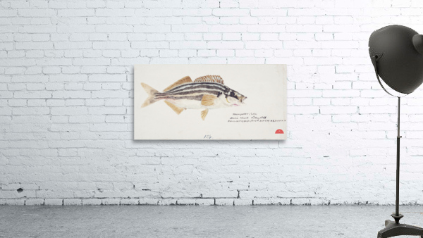 Antique fish latris lineata common trumpeter South Pacific Fishes by Frank Edward Clarke 1849-1899.  Wall Preview