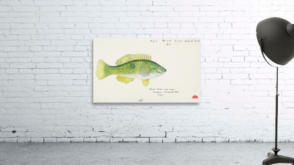 Antique fish Wrasse South Pacific Fishes by Frank Edward Clarke 1849-1899.  Wall Preview