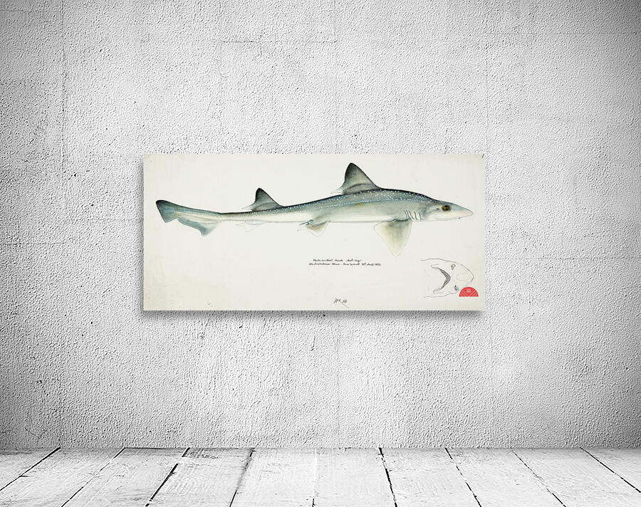 Antique fish Mustelus Antarcticus shark South Pacific Fishes by Frank Edward Clarke 1849-1899.  Wall Preview