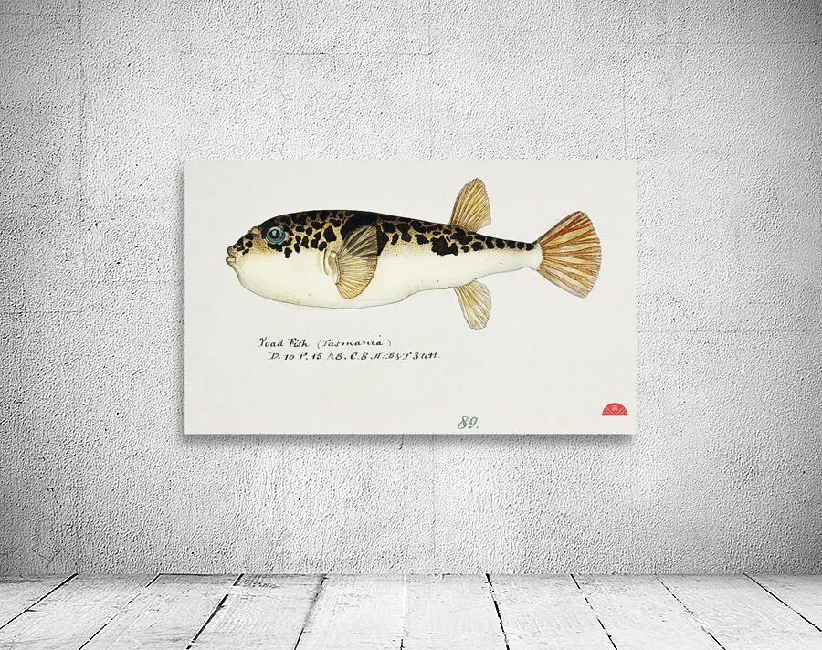 Antique fish Pufferfish South Pacific Fishes by Frank Edward Clarke 1849-1899.  Wall Preview
