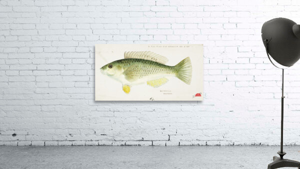 Antique fish Wrasse South Pacific Fishes by Frank Edward Clarke 1849-1899.  Wall Preview