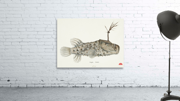 Antique Prickly anglerfish South Pacific Fishes by Frank Edward Clarke 1849-1899.  Wall Preview