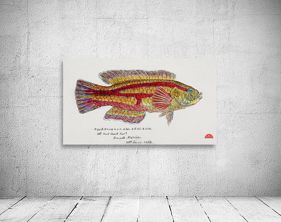 Antique Prickly anglerfish South Pacific Fishes by Frank Edward Clarke 1849-1899.  Wall Preview