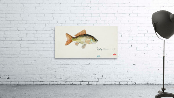 Antique fish Goldfish South Pacific Fishes by Frank Edward Clarke 1849-1899.  Wall Preview