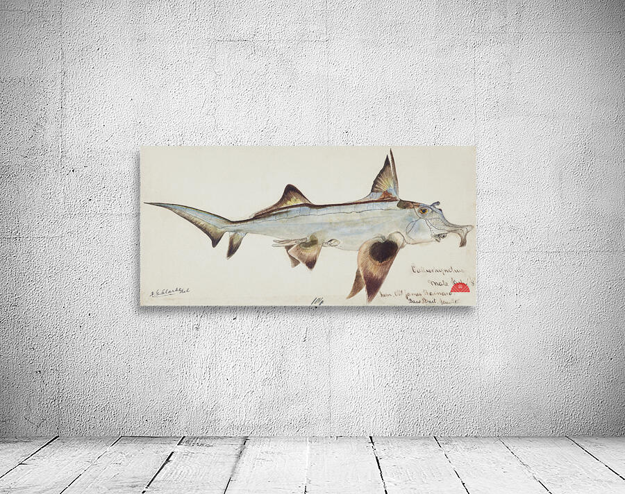 Antique fish callorhynchus milii elephant fish South Pacific Fishes by Frank Edward Clarke 1849-1899.  Wall Preview