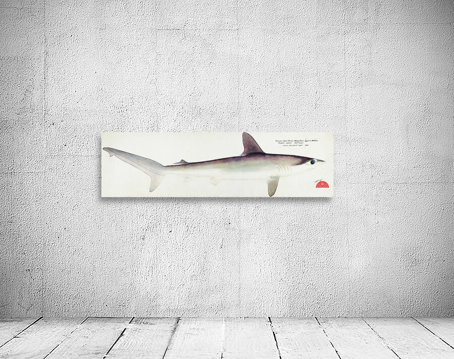 Antique fish South Pacific Fishes by Frank Edward Clarke 1849-1899.  Wall Preview