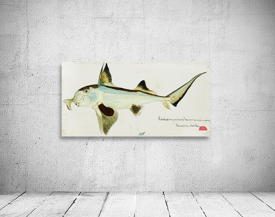 Antique Elephant fish South Pacific Fishes by Frank Edward Clarke 1849-1899.  Wall Preview