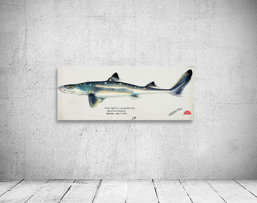 Antique fish Squalus acanthias NZ : Spotted spiny dogfish South Pacific Fishes by Frank Edward Clarke 1849-1899.  Wall Preview