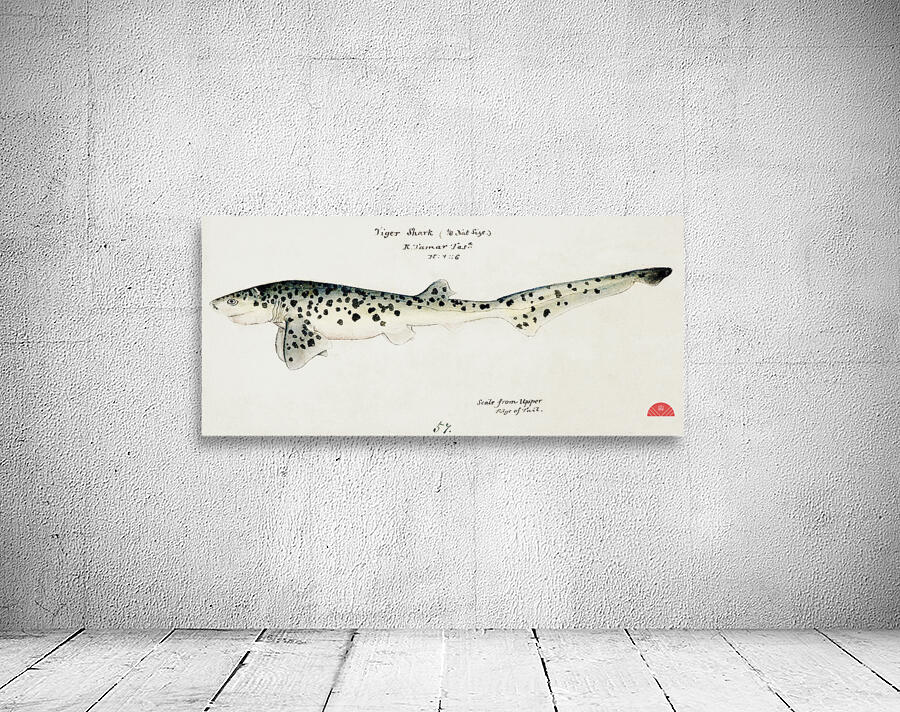 Antique fish Notorynchus cepedianus Tas : Broad seven-gill shark South Pacific Fishes by Frank Edward Clarke1849-1899.  Wall Preview