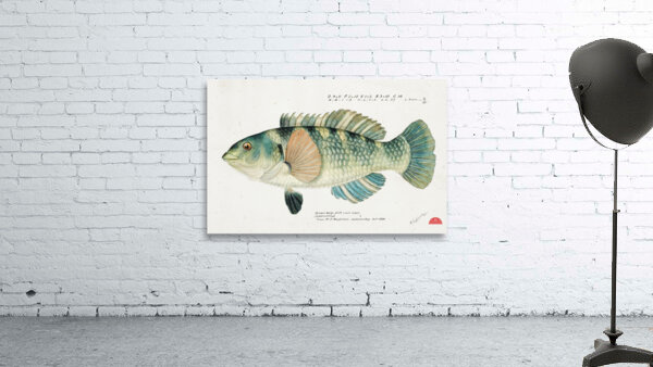 Antique fish Wrasse South Pacific Fishes by Frank Edward Clarke 1849-1899.  Wall Preview