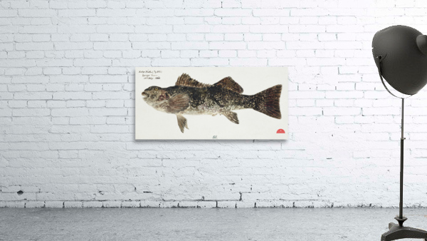 Antique fish aplodactylus arctidens marblefish keke South Pacific Fishes by Frank Edward Clarke 1849-1899.  Wall Preview