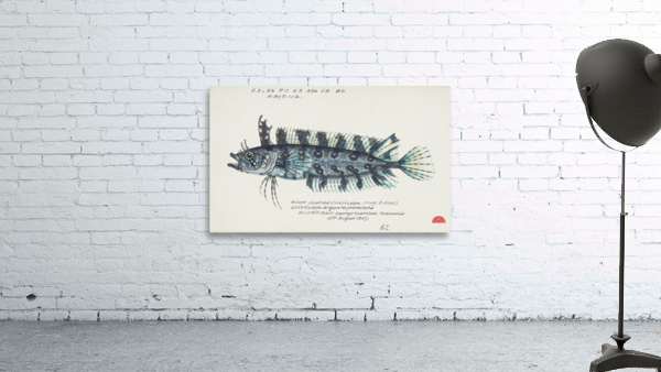 Antique fish possibly cristiceps sp weedfish South Pacific Fishes by Frank Edward Clarke 1849-1899.  Wall Preview