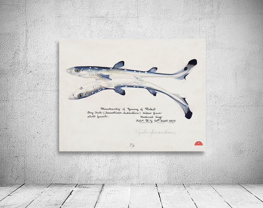 Antique fish Spotted spiny Dogfish South Pacific Fishes by Frank Edward Clarke 1849-1899.  Wall Preview