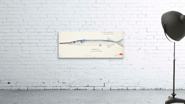 Antique fish Hyporhamphus Melanochir South Pacific Fishes by Frank Edward Clarke 1849-1899.  Wall Preview