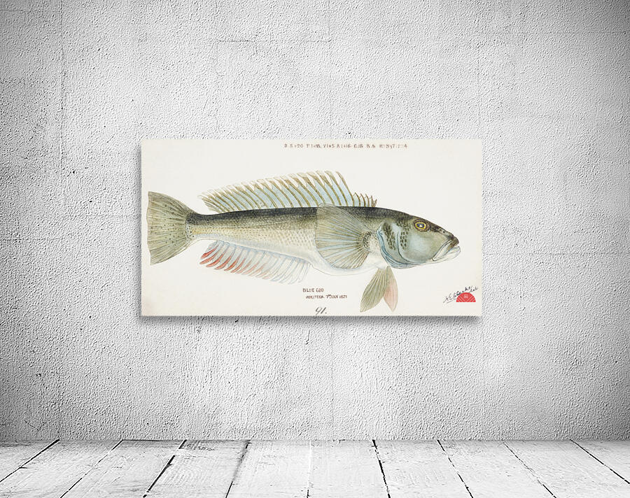 Antique fish Parapercis colias South Pacific Fishes by Frank Edward Clarke 1849-1899.  Wall Preview