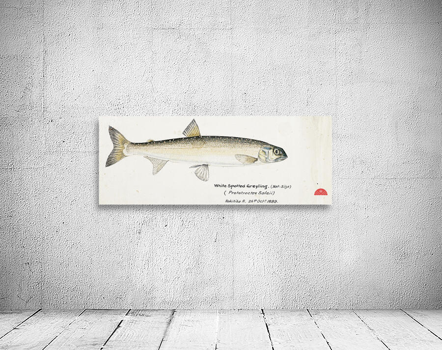 Antique fish White Spotted Greyling South Pacific Fishes by Frank Edward Clarke 1849-1899.  Wall Preview