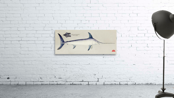 Antique Sword fish South Pacific Fishes by Frank Edward Clarke 1849-1899.  Wall Preview