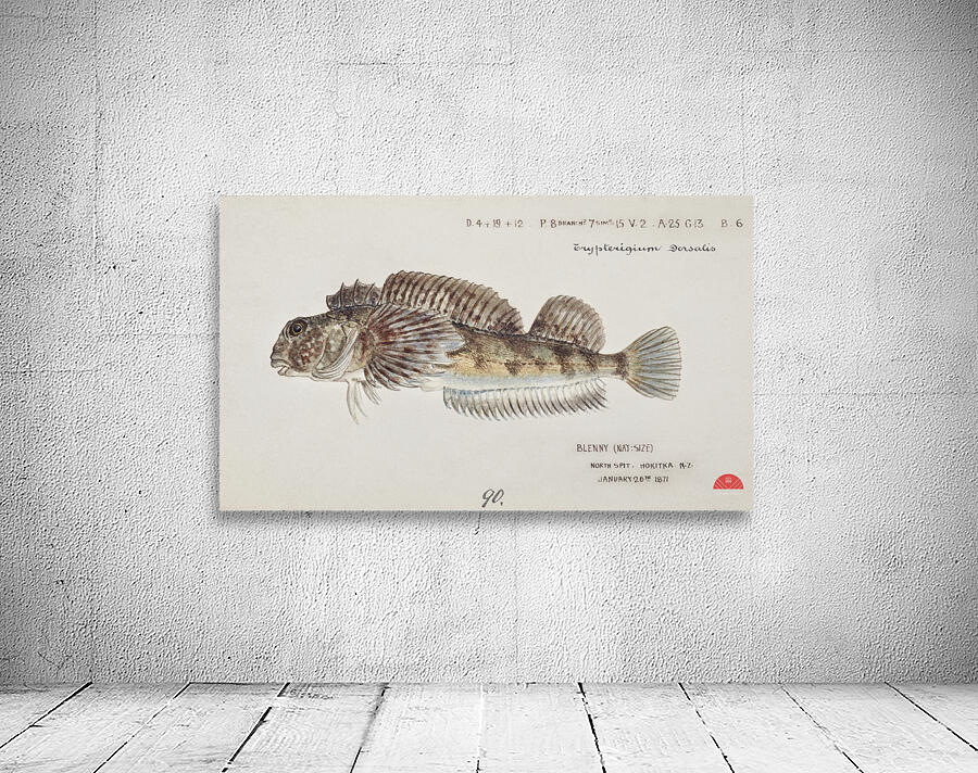 Antique fish Blennodon dorsale Giant triplefin South Pacific Fishes by Frank Edward Clarke 1849-1899.  Wall Preview