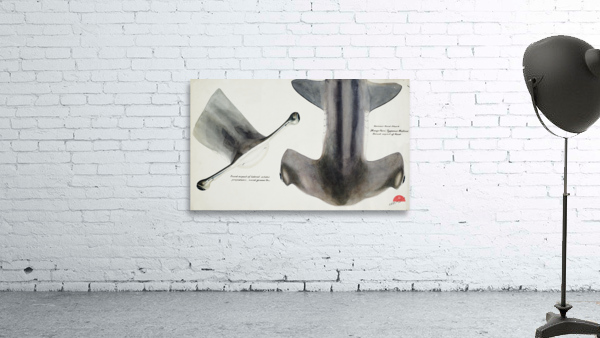 Antique fish Hammerhead Shark South Pacific Fishes by Frank Edward Clarke 1849-1899.  Wall Preview