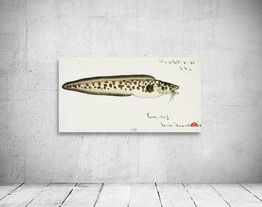 Antique fish genypterus sp ling South Pacific Fishes by Frank Edward Clarke 1849-1899.  Wall Preview